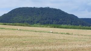 Ferienapartment MW 2b Höxter Weserbergland an der Weser inkl Küche, Wäsche, LAN, Parkplatz, Self CheckIn