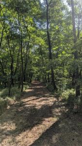 Pod Orzechem Włoskim 1