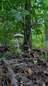 Pod Orzechem Włoskim 1