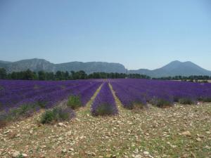 Maisons de vacances Holiday Home Provence with Pool : photos des chambres