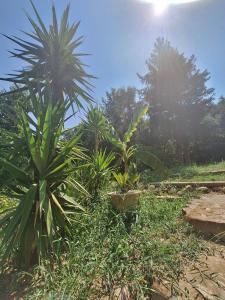 Villas Summer 2026 Designer villa in nature in Ceret : photos des chambres