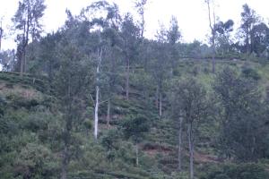 Ella Rock Land