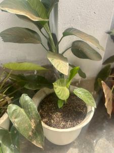 Oker Tree Hotels & Lodges