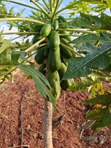 Lazy Daisy Medows R2