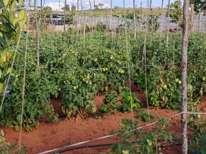 Lazy Daisy Medows R2