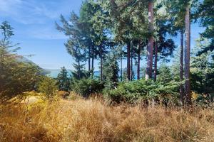 Roses Reach - Rosario