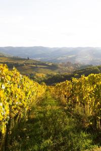 ROSSO DEL CHIANTI al CENTRO STORICO 2
