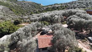 Olive stone house, Ulcinj