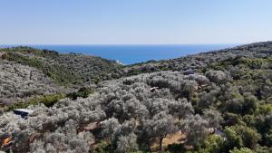Olive stone house, Ulcinj