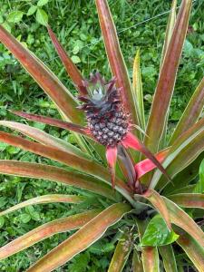 Terrrazas del chinook