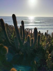 Cabañas y Hostal Karibe