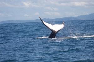 Casa Jurassic Amazing villa 10 min walk to the beach