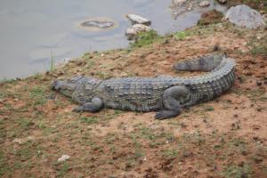 Forest Tree Top Holiday Resort