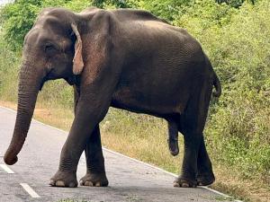 Forest Tree Top Holiday Resort