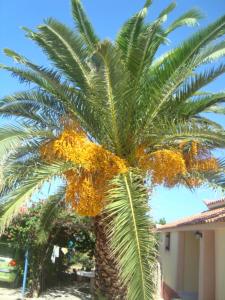 Maria's Houses Messinia Greece