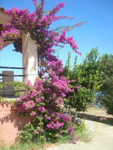 Maria's Houses Messinia Greece