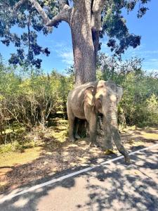 Sylvan Cabana Arugam Bay