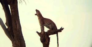 Lepuan safari