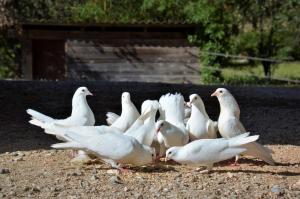 Appartements Charming studio in an exceptional equestrian farm : photos des chambres