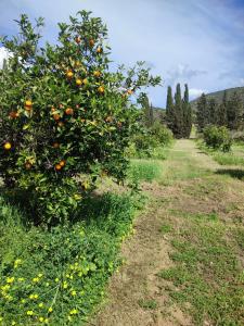 In Our Garden Sardinia La Casina Rurale CIN3323