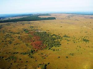 Waimes Forest-Edge Escape