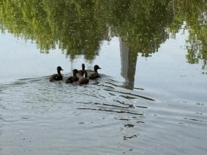 Maisons de vacances Gite du Lavoir Beauval Chateaux 4 Bedrooms 2 Bathrooms Air conditioning : photos des chambres