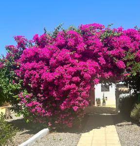 Lavender Lodge Almeria - Ubytování bez kategorie ve městě Arboleas