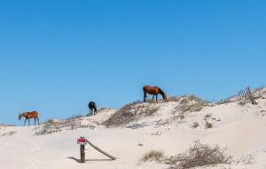 C9678 Swandipity - Panoramic Unobstructed Ocean Views, Pool!