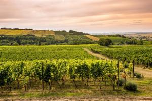 Lagom Apartment and Guest House