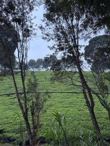 A little bit of heaven in TIGONi