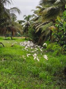 Mango Kerala Homes