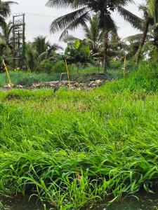 Mango Kerala Homes