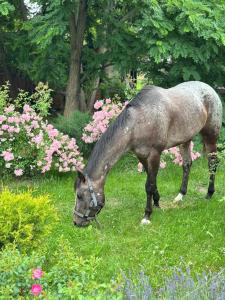 Arion Camp - будиночки для відпочинку