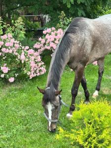 Arion Camp - будиночки для відпочинку