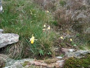 Lodges Ecogites Camparols : photos des chambres