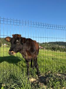 Stodoła na Drobnym Wierchu