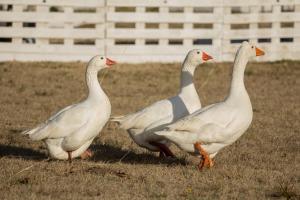 Posada de los Gansos
