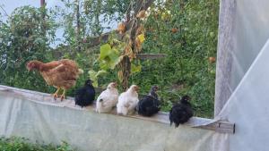 Vikendica na rancu Lisa