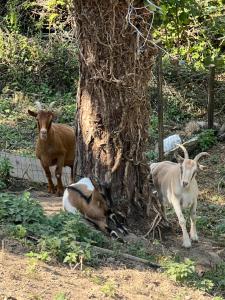 Appartements Lumineux appartement, jardin, vu sur mer : photos des chambres