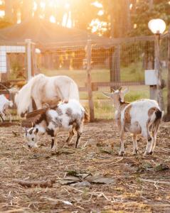 ISOLA VERDE Camping Village