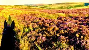 Rustic rural retreats