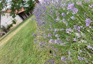 U Cerhů, Kněžmost - Český Ráj