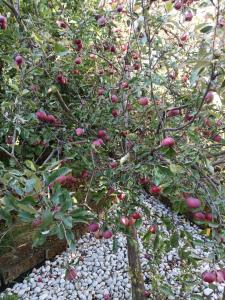 Ruhiges und familiäres Ferienhaus in Retzer Weinregion