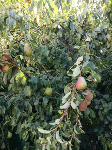 Ruhiges und familiäres Ferienhaus in Retzer Weinregion