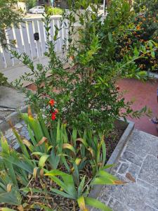 Appartements L-olivier Narbonnais Clim Wi-Fi : photos des chambres