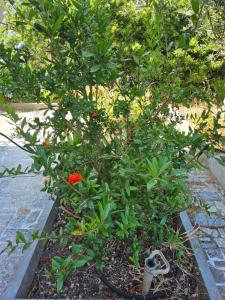 Appartements L-olivier Narbonnais Clim Wi-Fi : photos des chambres