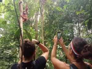 Ustin Nagoya Bukit Lawang Orangutan Trekking & transport only book with us