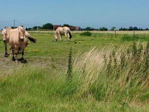 Apartment in Belgium for 2 Person