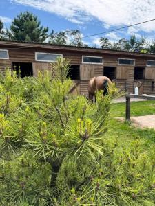 Кемпінг у кінному клубі