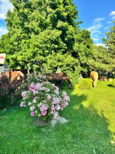 Кемпінг у кінному клубі